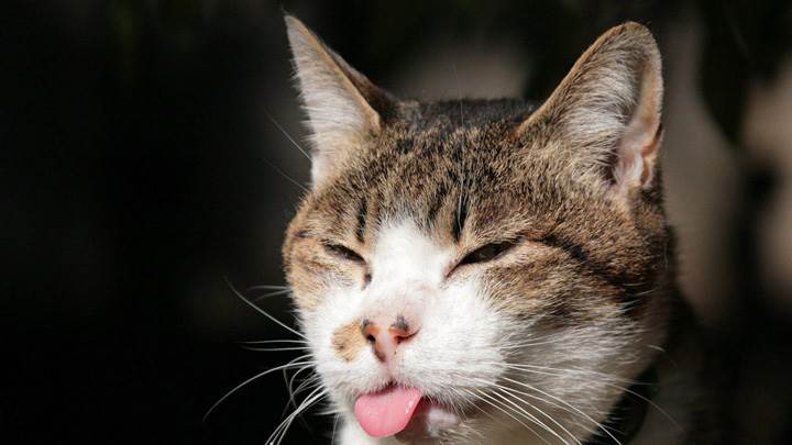 Cat Showing Tounge To Someone